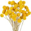 BHBL 48 Pcs Dried Flowers Dried BillyBalls Dried Craspedia Flowers Button Yellow Dried Flowers Fake Silk Dried Flower