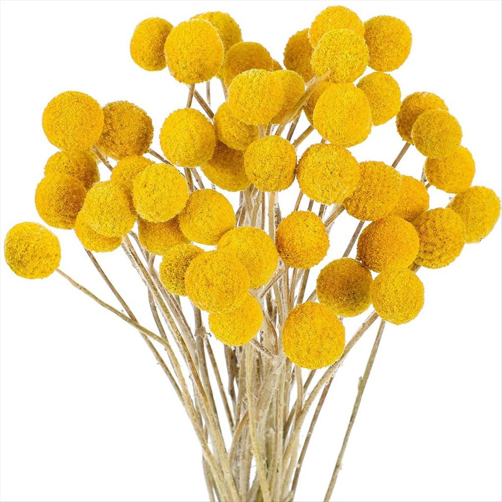 BHBL 48 Pcs Dried Flowers Dried BillyBalls Dried Craspedia Flowers Button Yellow Dried Flowers Fake Silk Dried Flower