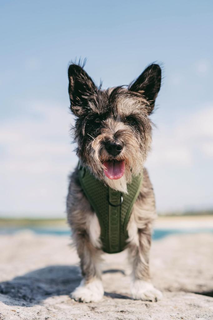 DOOG Neo Sports Green Harness, Medium,