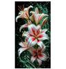5D Diy Diamond Painting Beautiful Lily and Peony Flowers Pictures Full Square Diamond Mosaic Cross Stitch Kit Wall Decoration