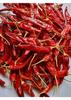 Spice Meve Peperoncino Pandi Essiccato 300g (Peperoncino Rosso Sabut) | Peperoncino Rosso Piccante Medio del Sud dell'India per Curry e Miscele di Spezie | Ingrediente Naturale al 100% per Cucina
