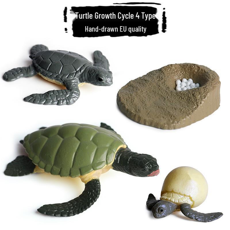 Animal Growth Cycle Simulation Toy Set: Solid Snail & Frog Models for Science Education