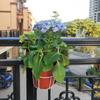 Iron Flower Pot Rack Hanging Hanging Flower Rack Mini Plants Rack  Balcony