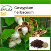 Levant Cotton - 12 Seeds - With Potting Substrate for Better Cultivation - Gossypium Herbaceum