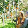 Double Sided Anti Bird Tape Laser Repellent Reflective Scare Ribbon  Farm Garden Accessories