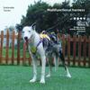 Pet Chest and Back Strap Vest Type Medium and Large-sized Dog Anti-escape Reflective Leash Pet Supplies