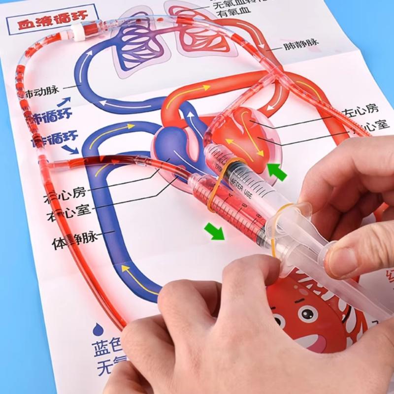 Human Body Circulatory System Model Diy Science Experiment Kit Kids Educational Toy For School Biology Teaching Learning