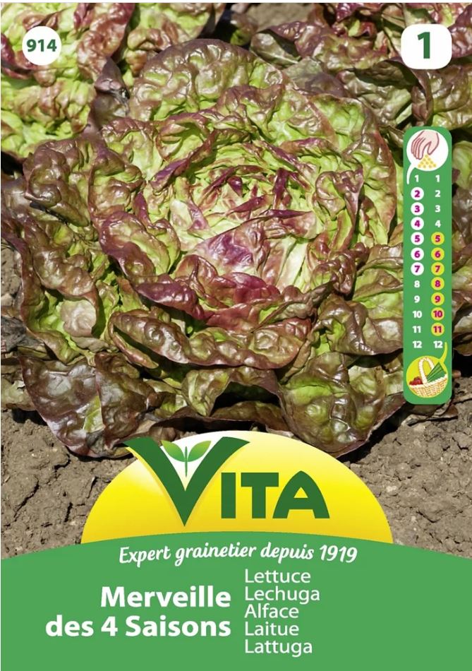 Graines de laitue 4 Seasons Wonder