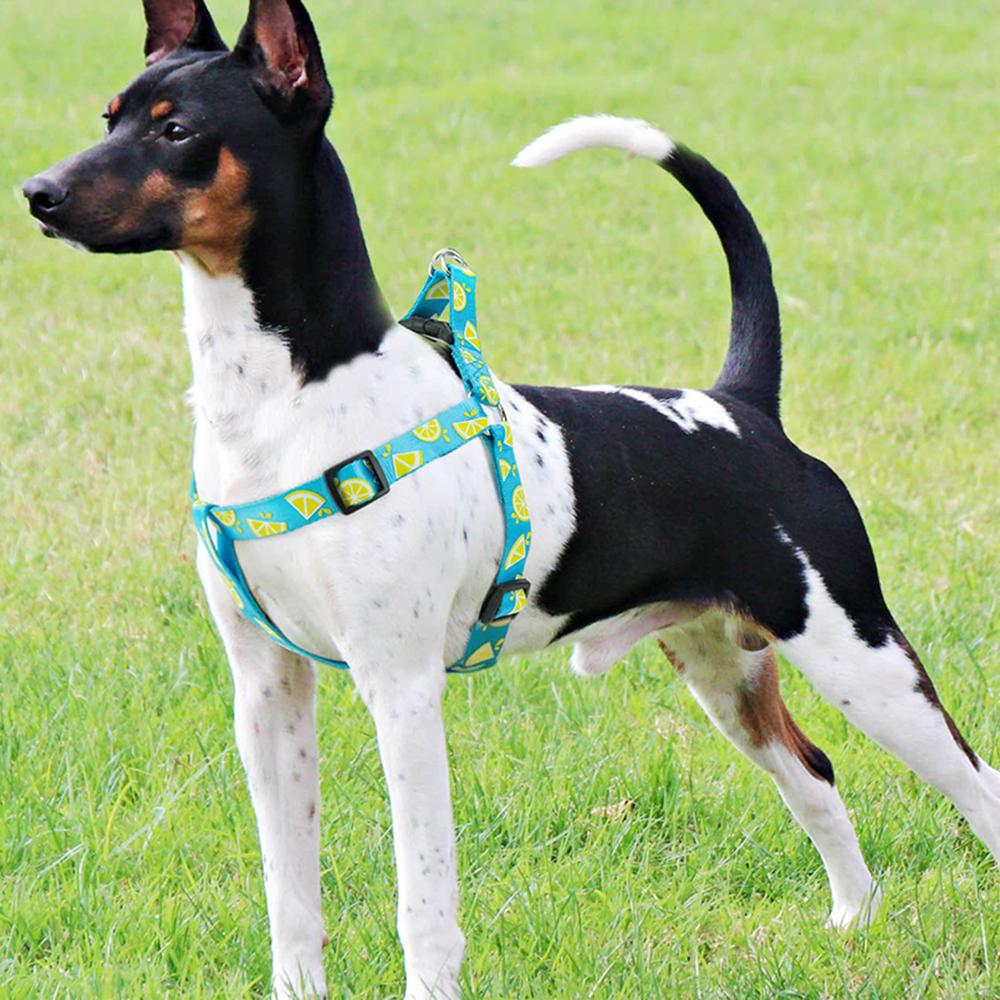 All For Paws Dog Harness For Small Large Dogs Blue Lemon Printed Nylon Adjustable Vest Outdoor Walking Running Dog