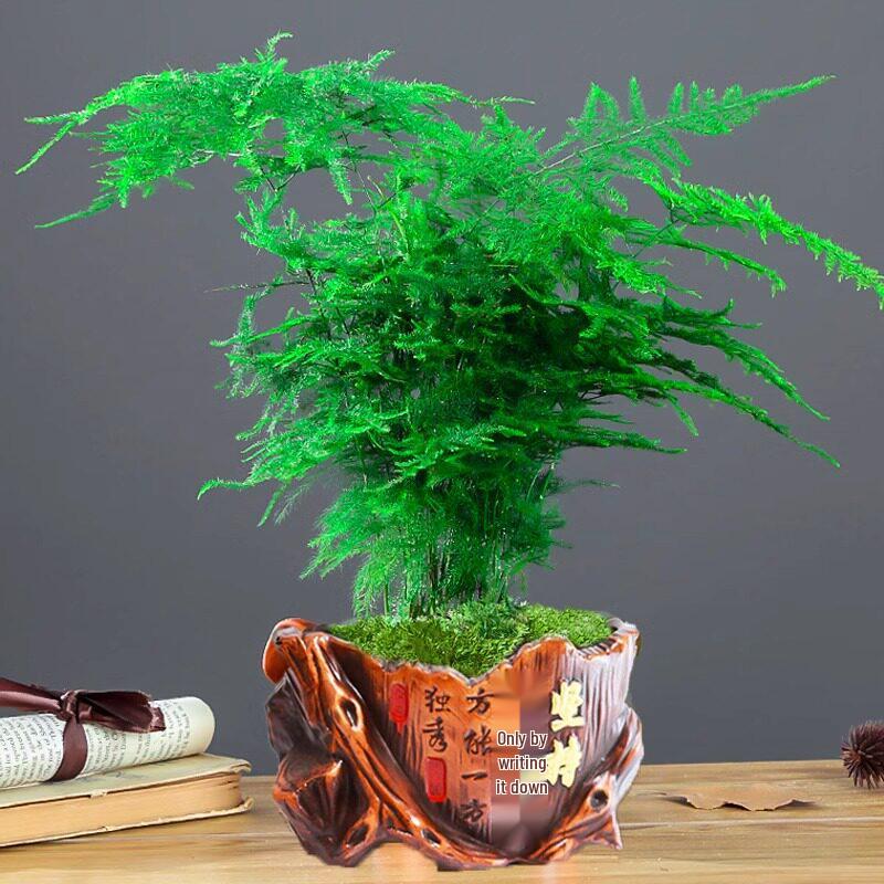 Asparagus Fern Indoor Plant: Air-Purifying, Evergreen, Hydroponic Bonsai for Office or Home