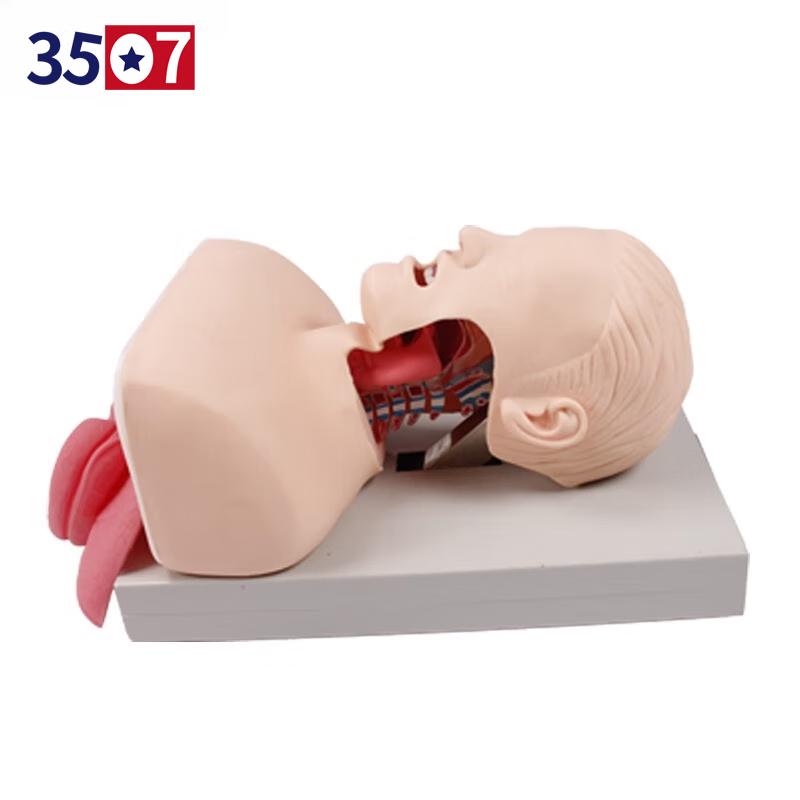 Airway Management & Intubation Training Model