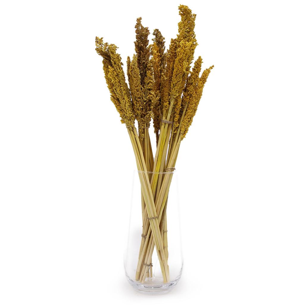 Dried Cantal Grass Bunch Amber Set of 6