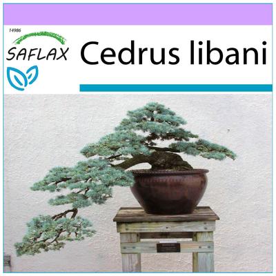 בונסאי - ארז לבנון - 20 זרעים - Cedrus libani