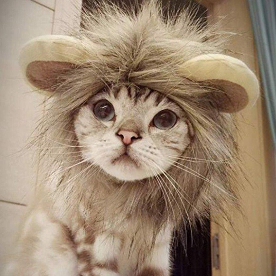 Pet lion headgear simpatico costume cappello leone con orecchie adatte per  cani e gatti Protect acquista in modo economico — spedizione gratuita,  recensioni reali con foto — Joom