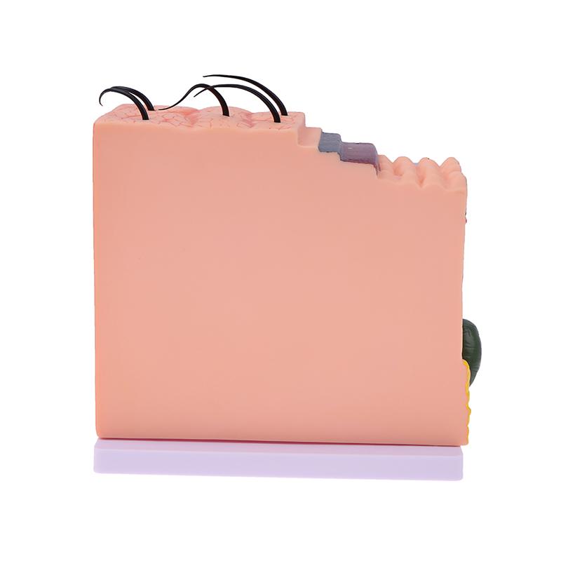 Model de piele de 35/50 de ori Structura părului de piele anatomică umană Măriți anatomia modelului