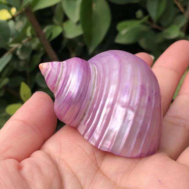 Eremitkräfta Ersättning & Snäcka Naturliga Snäckskal för Akvariumdekor