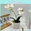 Branches Realistic Two Butterfly Orchid Green Plant Bonsai For Decor Indoor
