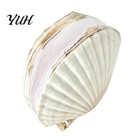 Unique Seashell Journal Natural Scallop Shell with Handmade Paper Beach-Themed Notebook for Nature Inspired Writing Sketching Ocean-Inspired A