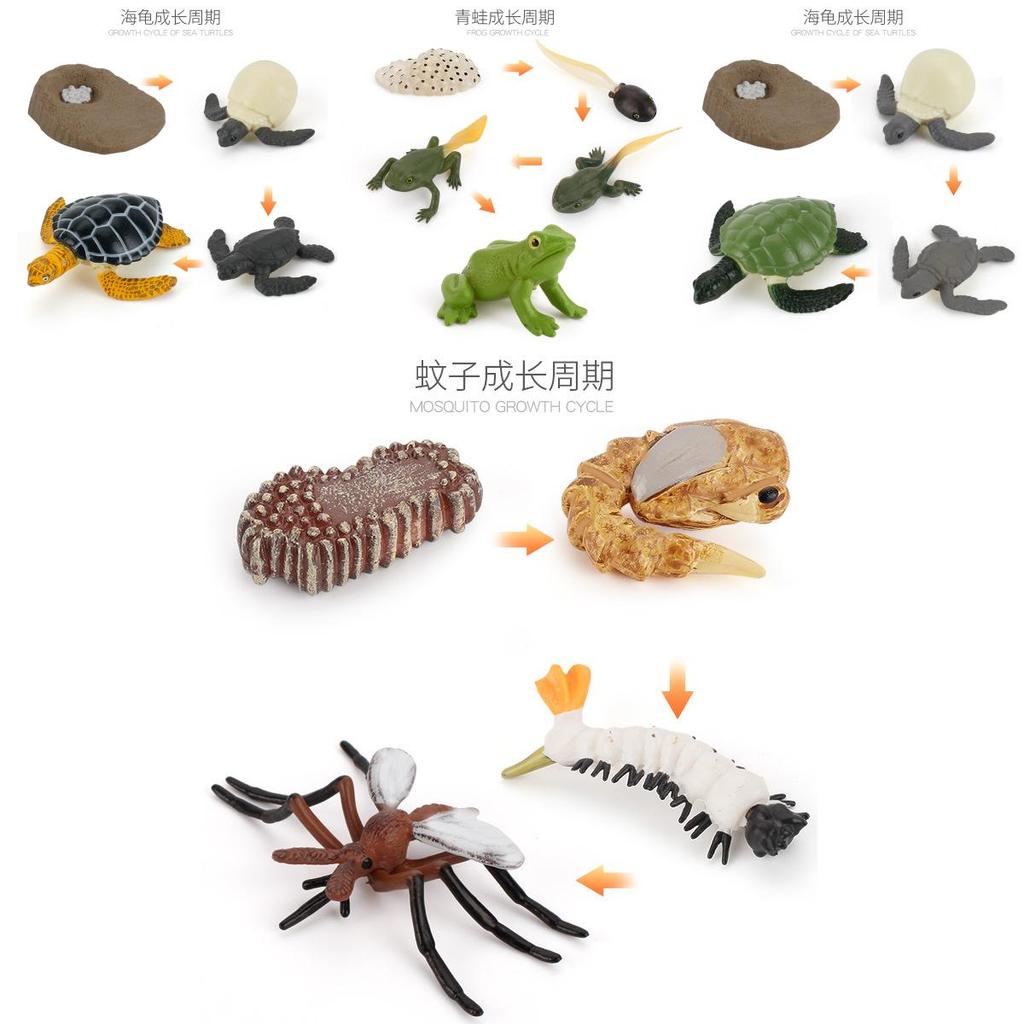 Animal Model Set Pvc Collectible Insect Bird Reptile Amphibian For Education And Display