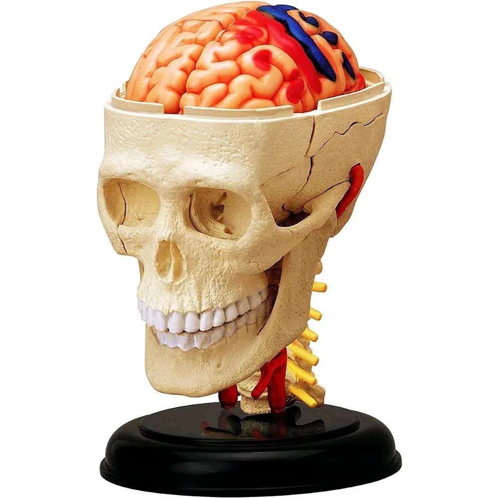 4D Skull Education Model белый