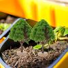 4pcs Model Tree Miniature Tree Model Tree with Base Train Landscape Building Tree DIY Crafts Miniatures Home Office Decoration