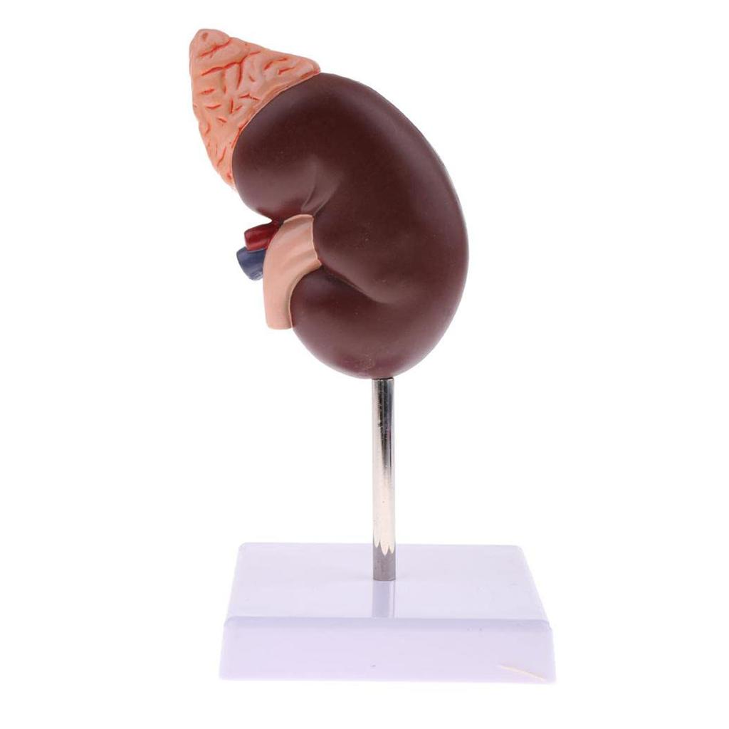 Kidney Model Anatomy Normal Human Anatomical Teaching Doctors Office Educational Tool