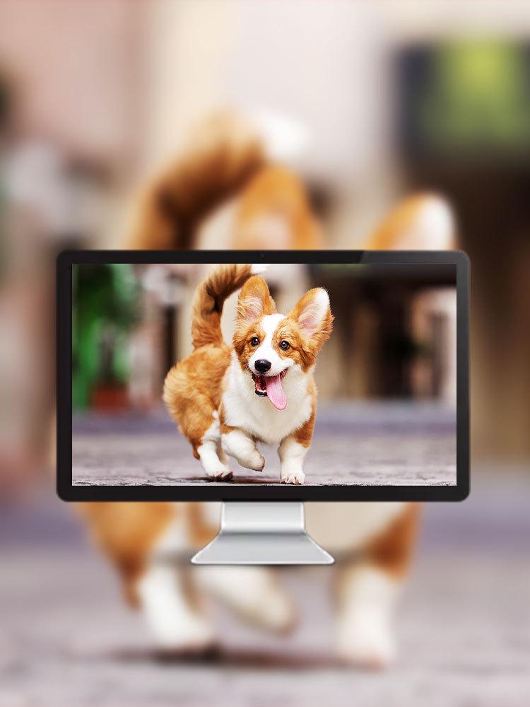 HD Pet Sports Camera with 160° Ultra-Wide Fisheye Lens & Loop Recording