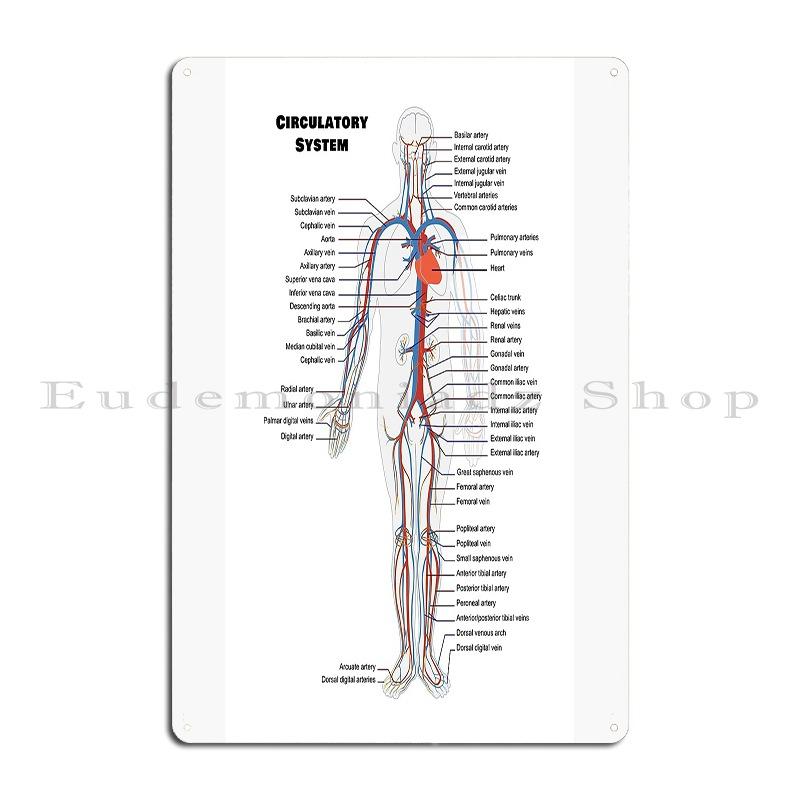 Human Circulatory System Human Anatomy French Language Labeled Encyclopedia Diagram Metal Plaque Wall Mural Tin Sign Poster 20x30cm(7.8x11.8inch)