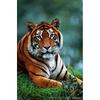 DIY Tiger 5D Diamond Maling Korssting Hel Rund Bor Harpiks Mosaikk Dyr Diamantbroderi Korsstingsett Hjemdekor
