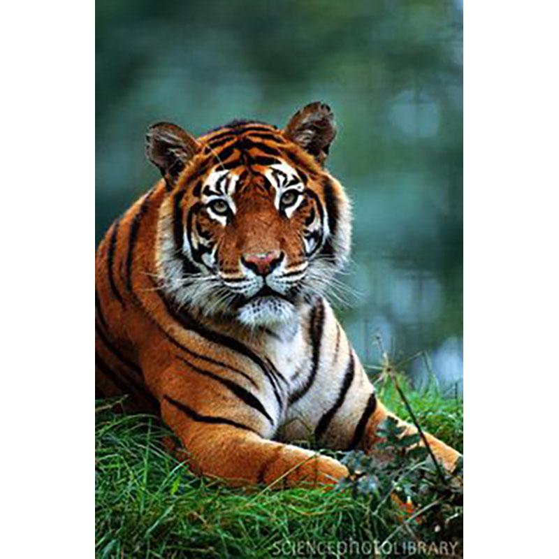 DIY Tiger 5D Diamond Maling Korssting Hel Rund Bor Harpiks Mosaikk Dyr Diamantbroderi Korsstingsett Hjemdekor