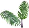 Große Blätter - Dattelpalme 84 cm