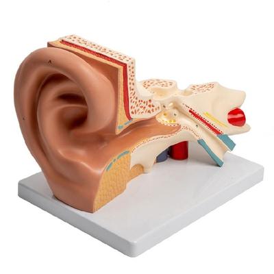 Zvětšený model anatomie lidského ucha Anatomický model sluchového orgánu Pomůcky pro výuku studentů lékařství