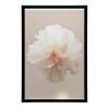 Pastelowy Kwiat W Detalu Pastelowy Kwiat W Detalu, 50X70 Cm, Bez Ramy, Płótno Premium Na Blejtramie