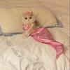 Dog Costume Pet Mermaid Bra Tail Bikini Clothing Bowknot Dressing Up Swimwear