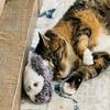 Flapping Wings Sparrow Toys Rechargeable Simulated Chirping Bird Cat Toy Bird Chirping Cat Toy for Indoor Cats