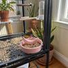 Fruit Shape Pet Feeding Bowl Ceramic Bird Feeding Dish Easy Clean Hamster Water Bowl  Pet Cage