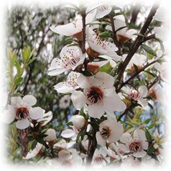 Manuka Honning Vedavi 250g New Zealand x3 sett MG300+