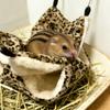 1 st Sockerglidare Bo Hängande Litet Husdjur Sovbo Sovpåse Hängande Bo Hamster Hängmatta Blompiggsvin Sovbo Marsvin Gömställe