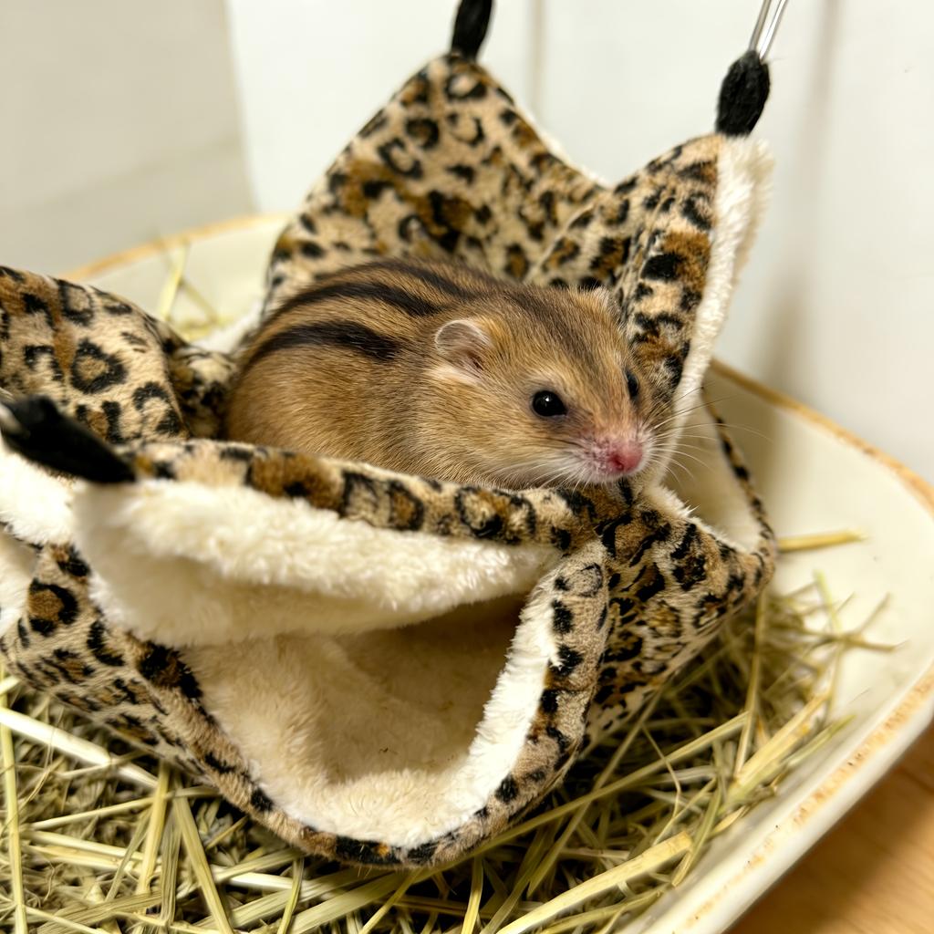 1 st Sockerglidare Bo Hängande Litet Husdjur Sovbo Sovpåse Hängande Bo Hamster Hängmatta Blompiggsvin Sovbo Marsvin Gömställe