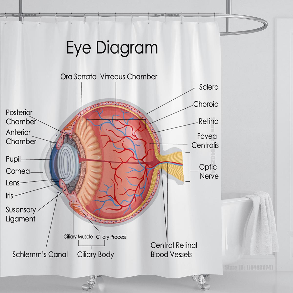 

Медицина Структура человеческого тела Занавеска для душа Периодическая таблица элементов Полиэстер Принт Ткань Декор для ванной комнаты С крючком Стирающийся W90xH180cm