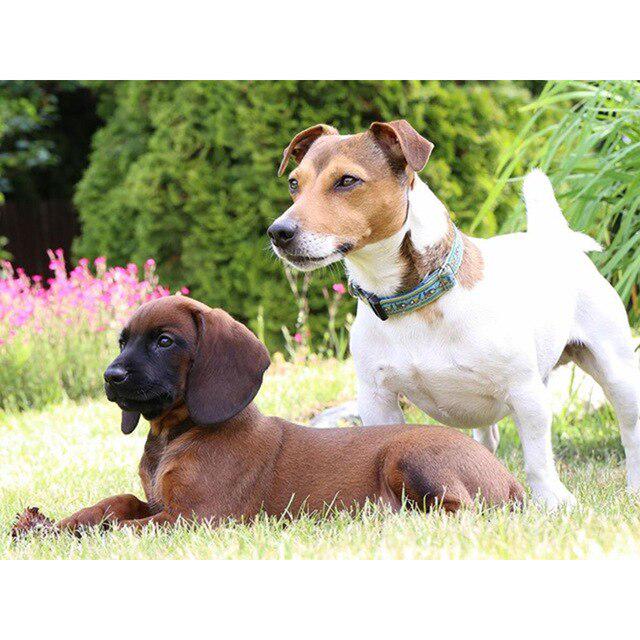 Pictură cu diamant 5D DIY câine drăguț animal de companie cu punct de cruce broderie cu diamante mozaic animal foraj complet rotund