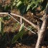 10Pcs Anti-Slip Fruit Tree Branch Puller High-Strength Branch Shaping Device  Tree Sapling