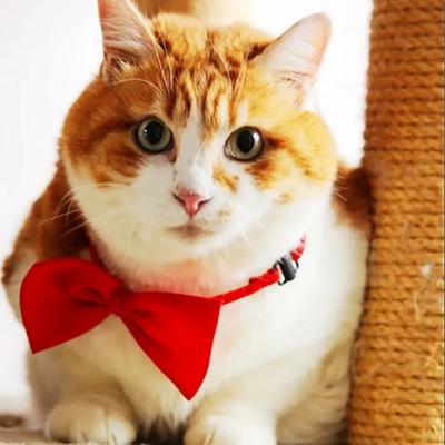 Süßes 1 Stück Süße Einfarbige Verstellbare Haustier Fliege Haustier Hundehalsband Schleife Fliegen Gentleman Hundefliege Haustierbedarf