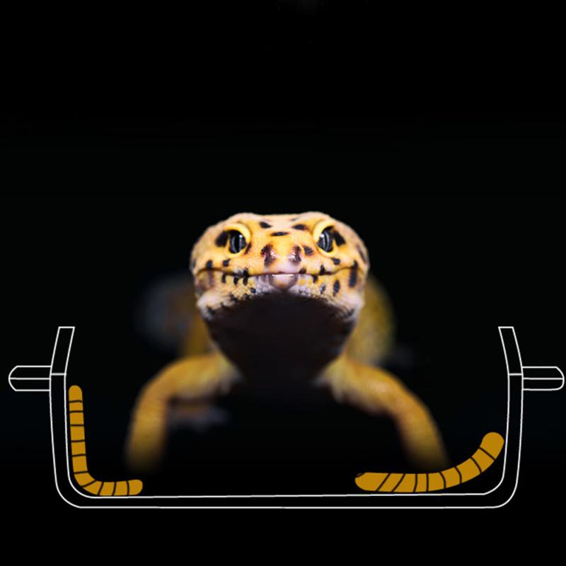Reptil Transparent Mater Anti-escape Food Bowl Worm Live Container med sterke sugekopper Pet