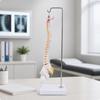 Miniature Hanging Spine Model 3D for Classroom, Medical Office