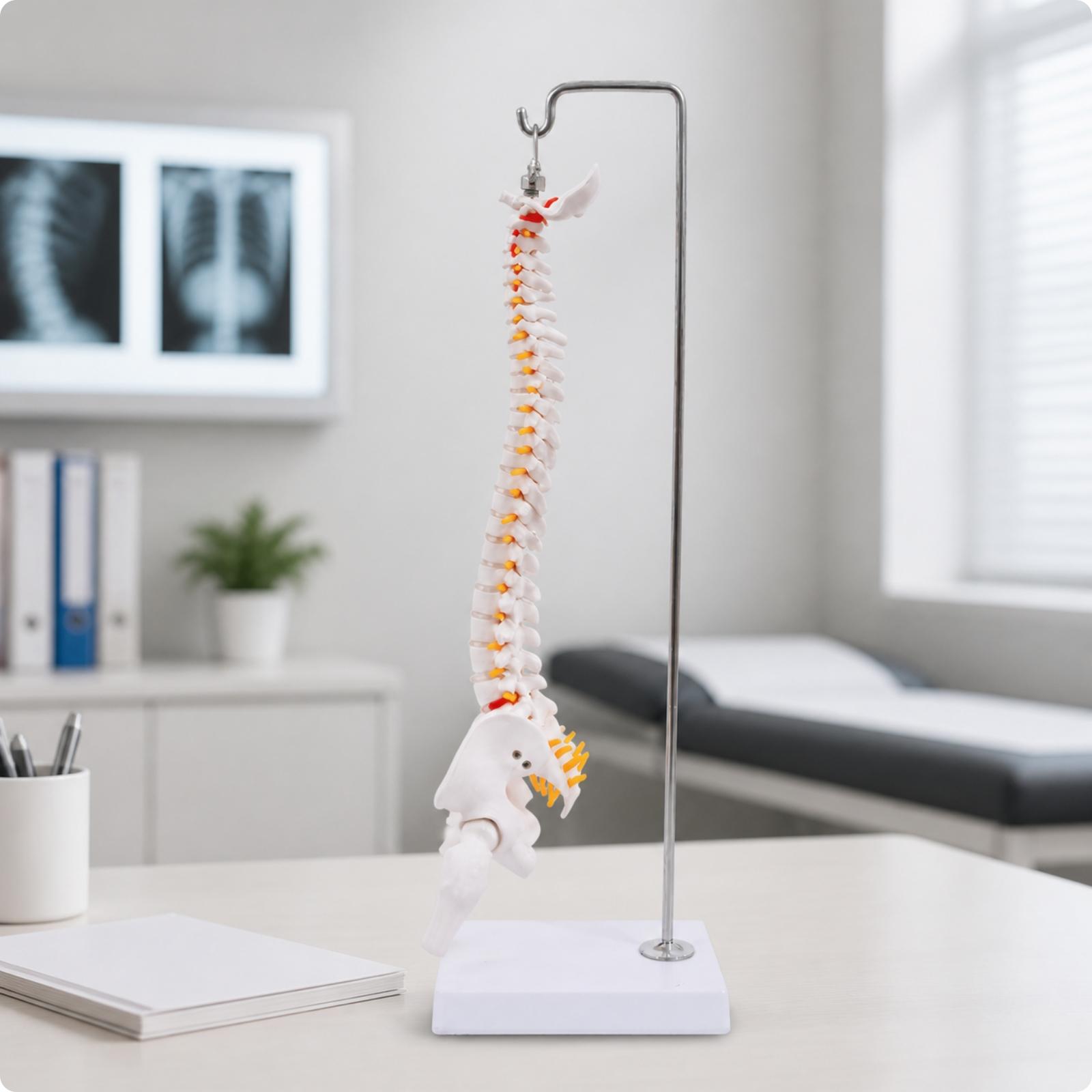 Miniature Hanging Spine Model 3D for