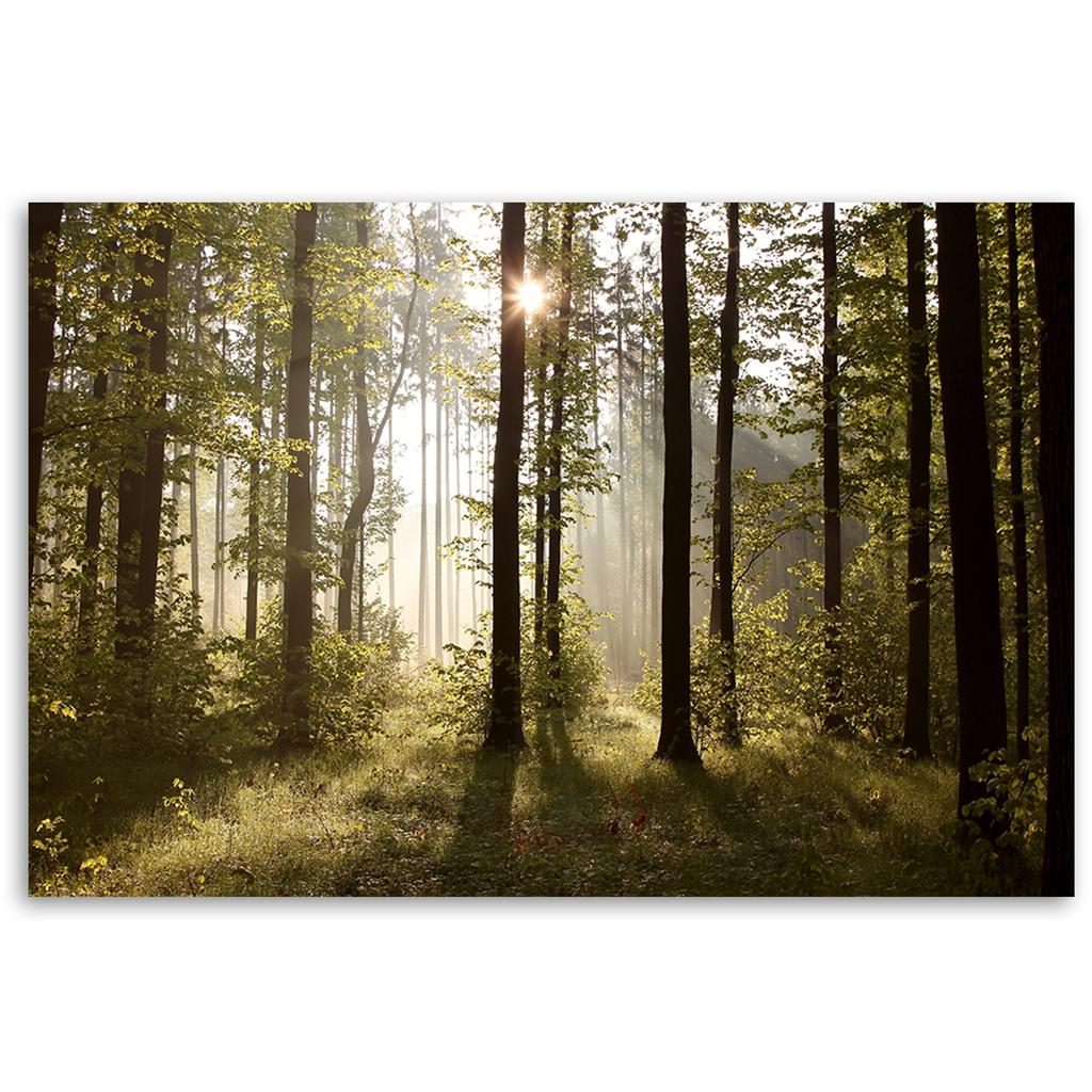 Canvastavlor Morgon i skogen