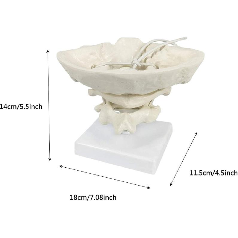 Модель Образовательная Модель Затылочная Кость Модель - Человеческий Позвоночник Шеи Модель Затылочной Кости ПВХ Материал Атлант и Эпистрофей с Моделью Затылочной Кости для