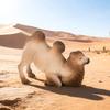 Simulation Camel Model Kneeling Two-humped Camel Figurine Realistic Miniature Animal Collectible Toy Desktop Decoration Ornament