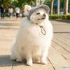 Breathable Dog Baseball Cap Corduroy Cat Headwear Multi-color Pet Sun Hats  All Season